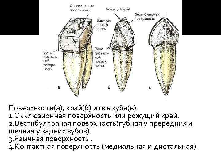 Анатомия резцов