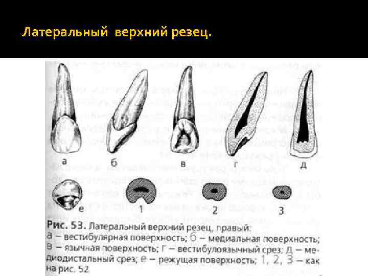 Клыки поверхность зуба. Центральный медиальный резец верхней челюсти. Верхний латеральный резец анатомия. Латеральный резец верхней челюсти левый. Дистальный резец верхней челюсти.