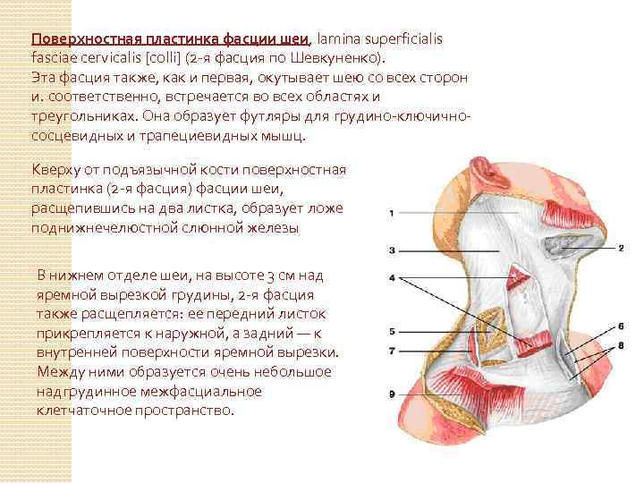 Поверхностная пластинка фасции шеи, lamina superficialis fasciae cervicalis [colli] (2 -я фасция по Шевкуненко).