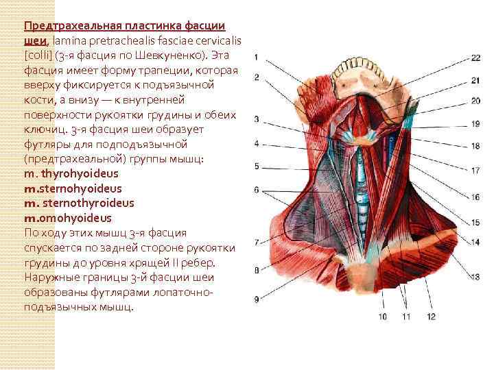 Фасции и клетчаточные пространства шеи схема