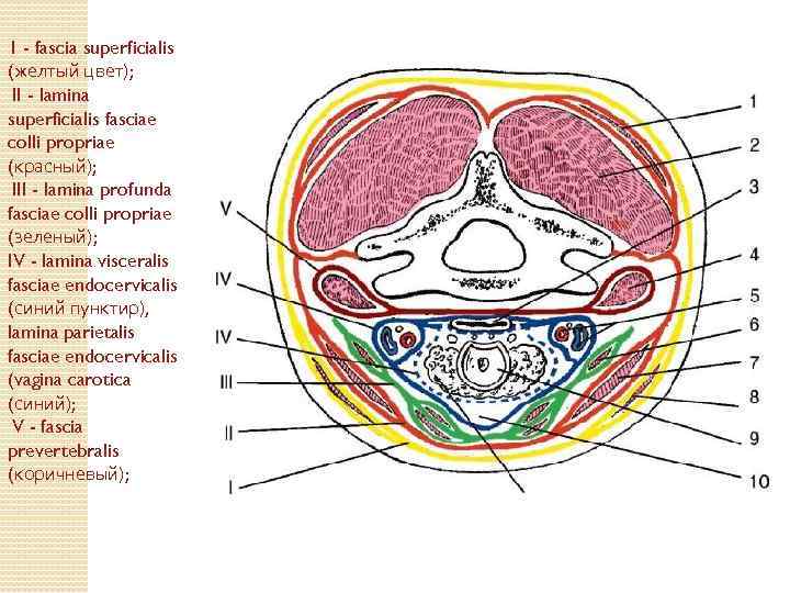 1 - fascia superficialis (желтый цвет); II - lamina superficialis fasciae colli propriae (красный);