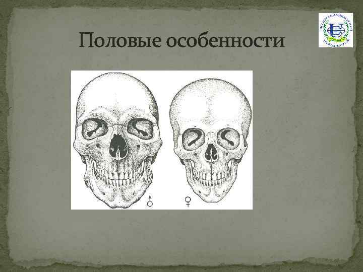 Половые особенности 