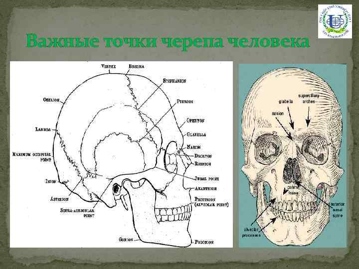 Особенности черепа человека