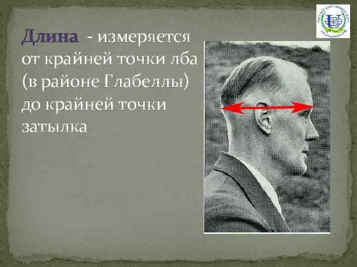 Длина - измеряется от крайней точки лба (в районе Глабеллы) до крайней точки затылка
