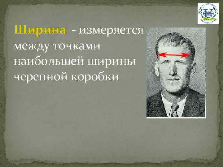 Ширина - измеряется между точками наибольшей ширины черепной коробки 