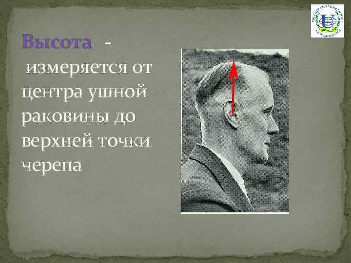 Высота измеряется от центра ушной раковины до верхней точки черепа 