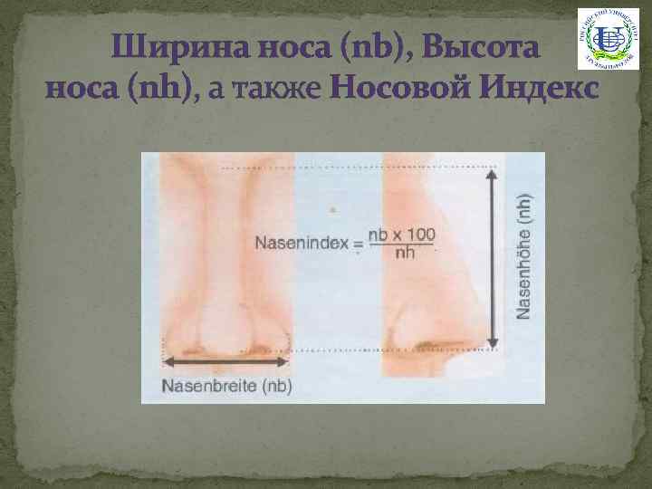Ширина носа (nb), Высота носа (nh), а также Носовой Индекс 