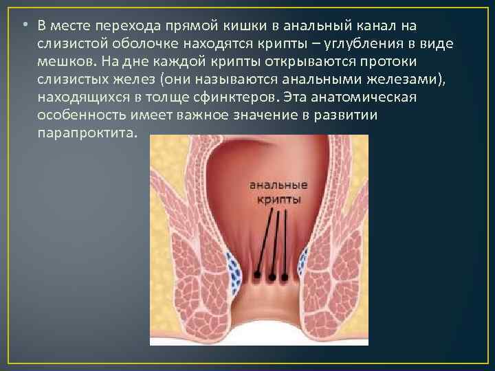  • В месте перехода прямой кишки в анальный канал на слизистой оболочке находятся