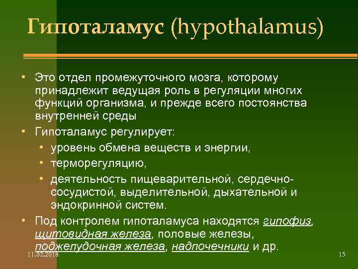 Гипоталамус (hypothalamus) • Это отдел промежуточного мозга, которому принадлежит ведущая роль в регуляции многих