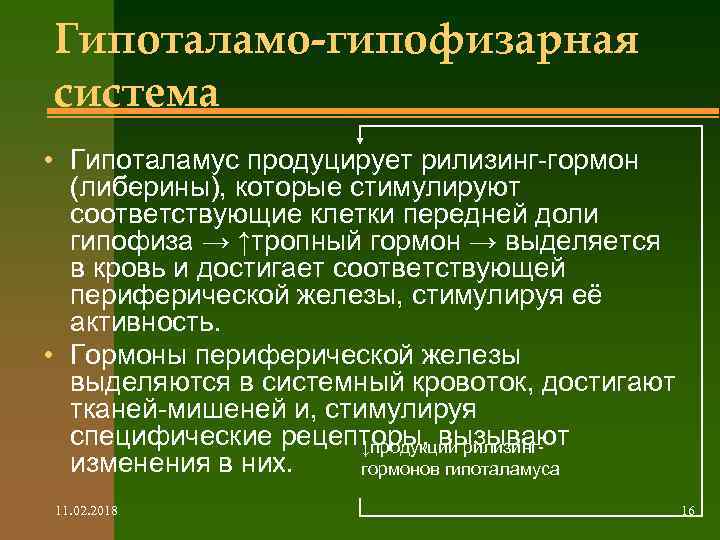 Гипоталамо-гипофизарная система • Гипоталамус продуцирует рилизинг-гормон (либерины), которые стимулируют соответствующие клетки передней доли гипофиза