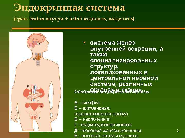 Эндокринная система (греч. endon внутри + krinō отделять, выделять) • система желез внутренней секреции,