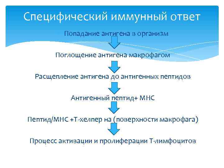 Специфический иммунный ответ Попадание антигена в организм Поглощение антигена макрофагом Расщепление антигена до антигенных