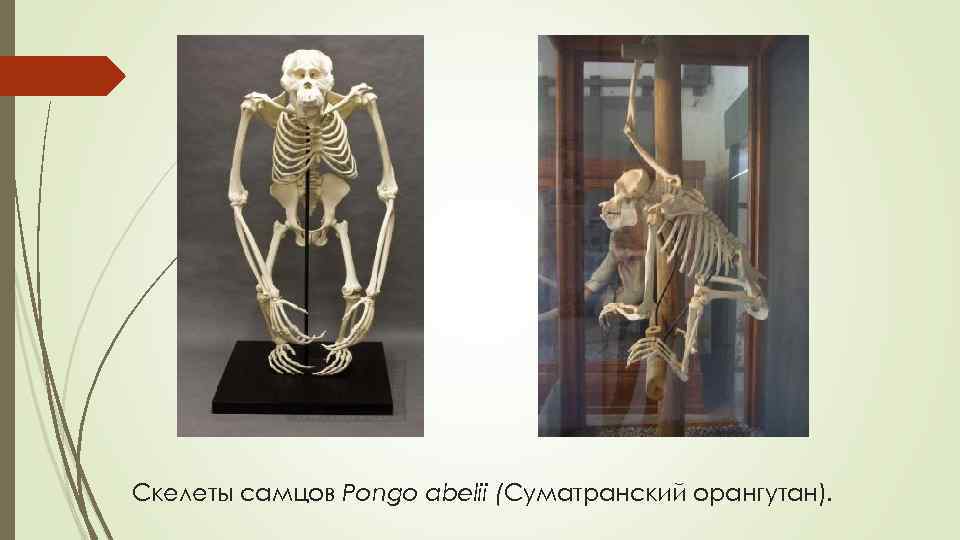 Скелеты самцов Pongo abelii (Суматранский орангутан). 