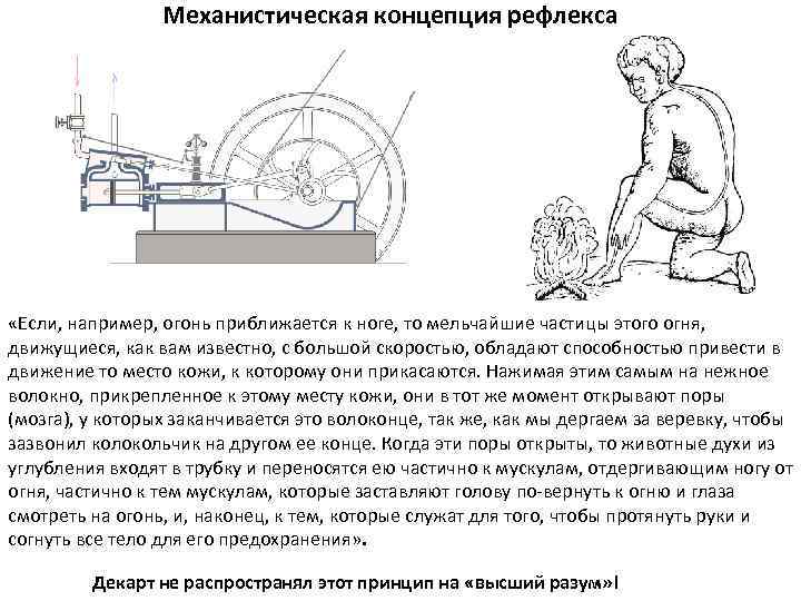 Механистическая концепция рефлекса «Если, например, огонь приближается к ноге, то мельчайшие частицы этого огня,