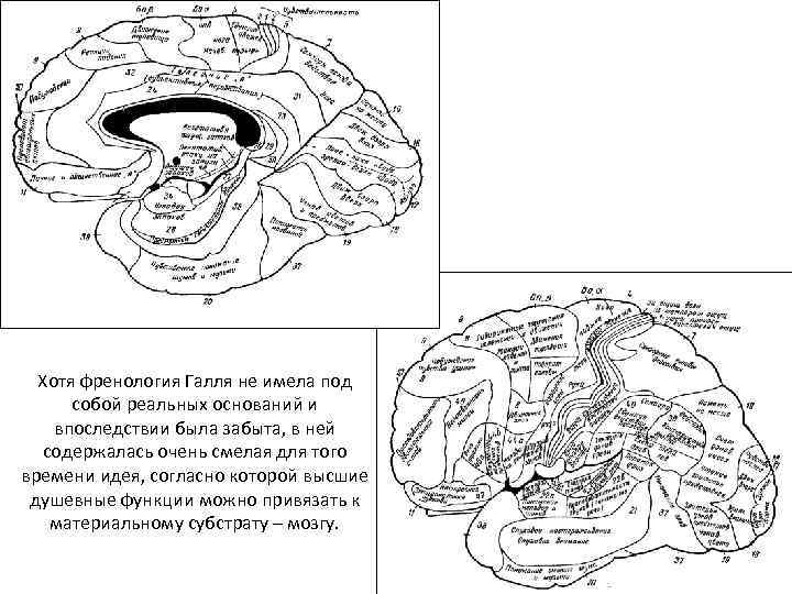 Хотя френология Галля не имела под собой реальных оснований и впоследствии была забыта, в
