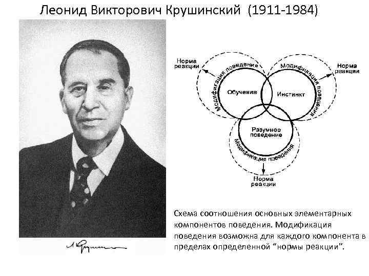 Леонид Викторович Крушинский (1911 1984) Схема соотношения основных элементарных компонентов поведения. Модификация поведения возможна