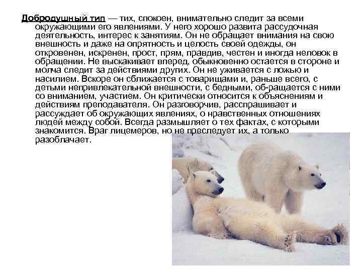 Добродушный тип — тих, спокоен, внимательно следит за всеми окружающими его явлениями. У него