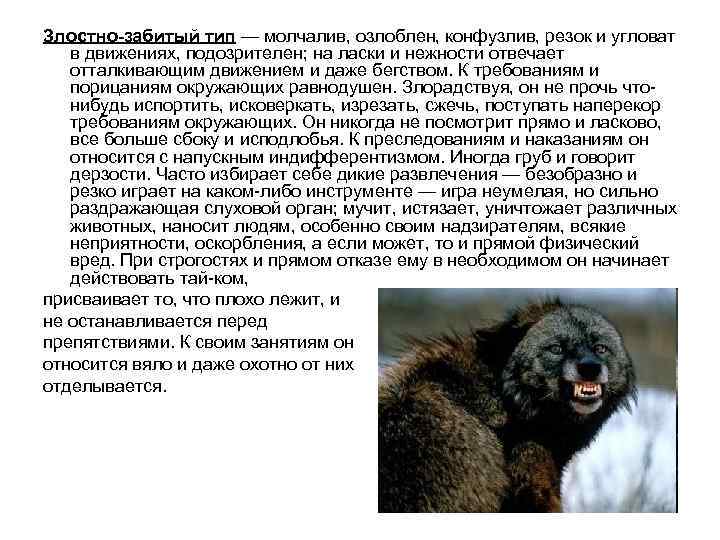 Злостно-забитый тип — молчалив, озлоблен, конфузлив, резок и угловат в движениях, подозрителен; на ласки