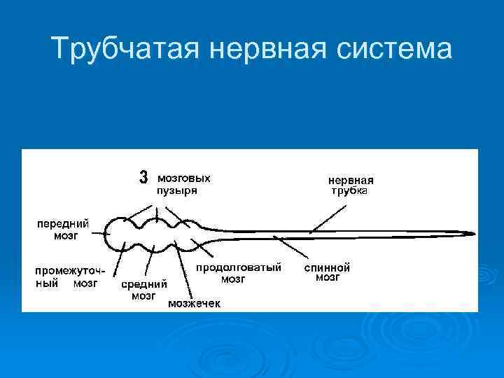 Трубчатая нервная система 