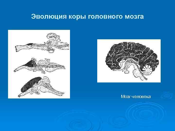 Эволюция коры головного мозга Мозг человека 