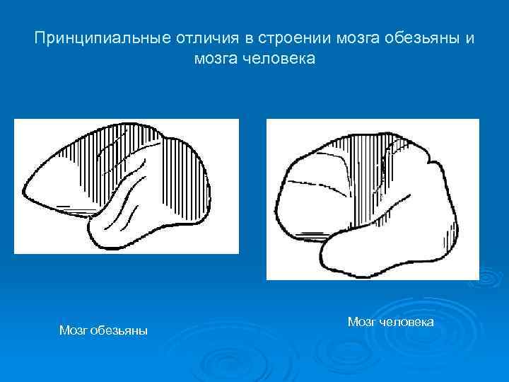 Принципиальные отличия в строении мозга обезьяны и мозга человека Мозг обезьяны Мозг человека 