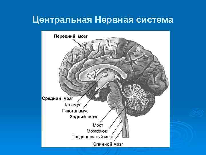 Центральная Нервная система 