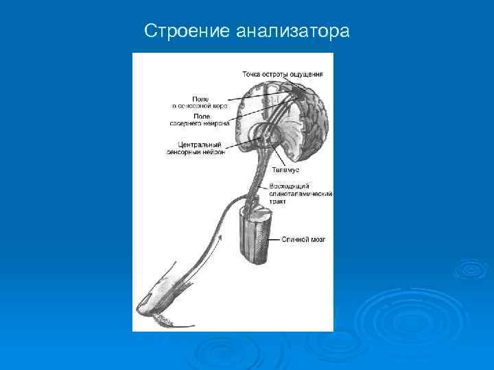 Строение анализатора 