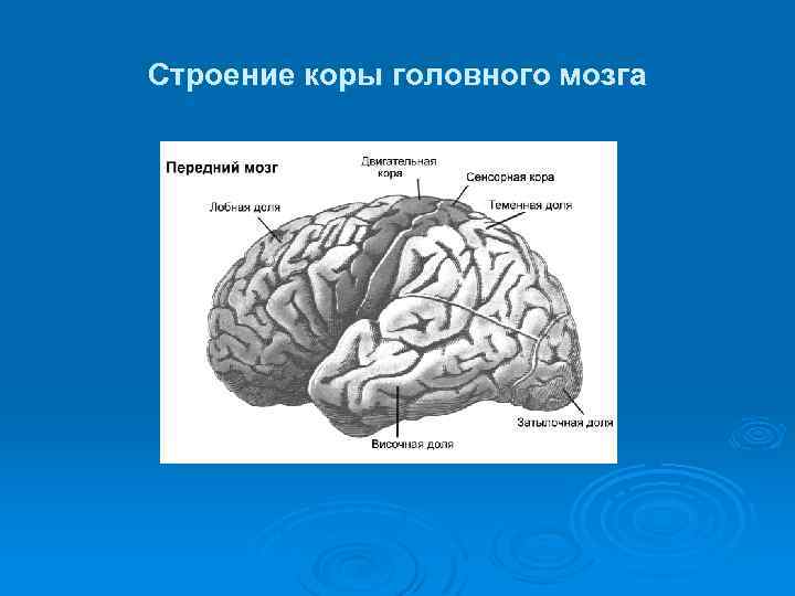3 слоя мозга. Строение коры мозга анатомия.