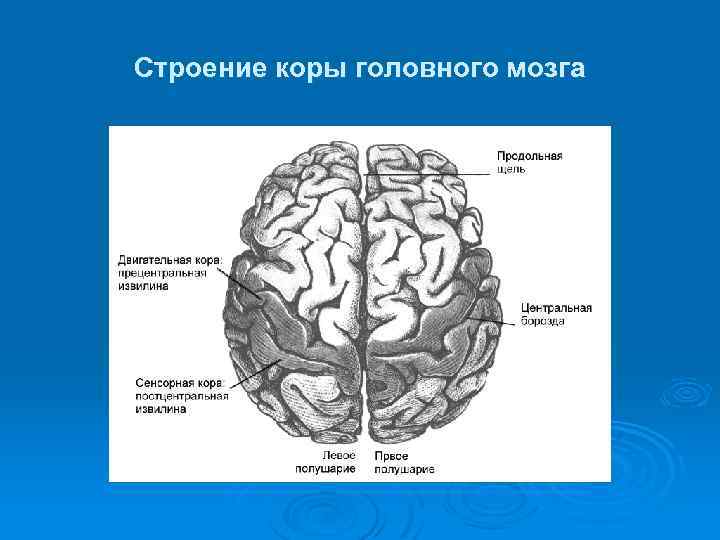 Значения коры мозга. Строение коры головного мозга анатомия. Структура коры головного мозга. Строение коры большого мозга.