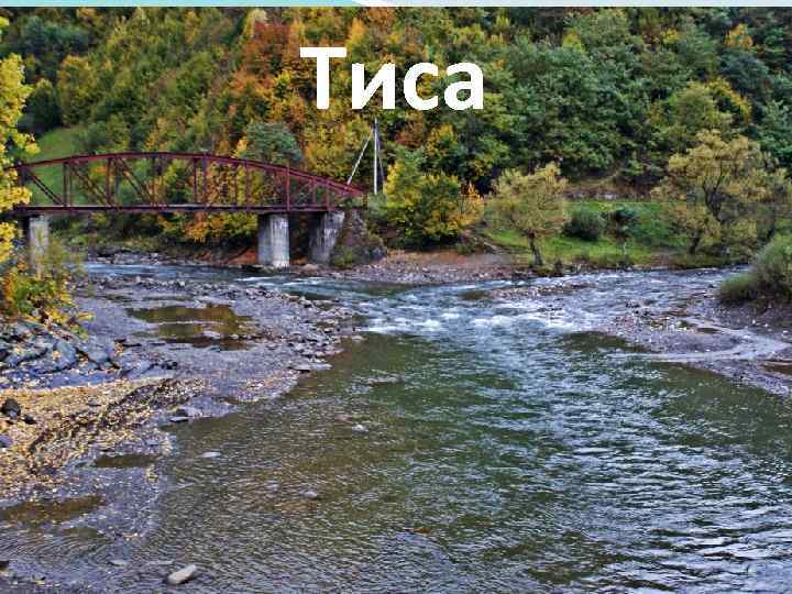 Тиса 