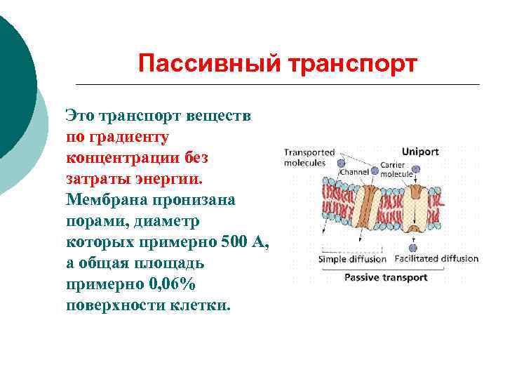 Пассивный транспорт Это транспорт веществ по градиенту концентрации без затраты энергии. Мембрана пронизана порами,