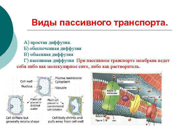 Виды пассивного транспорта. А) простая диффузия. Б) обеспеченная диффузия В) обменная диффузия Г) пассивная