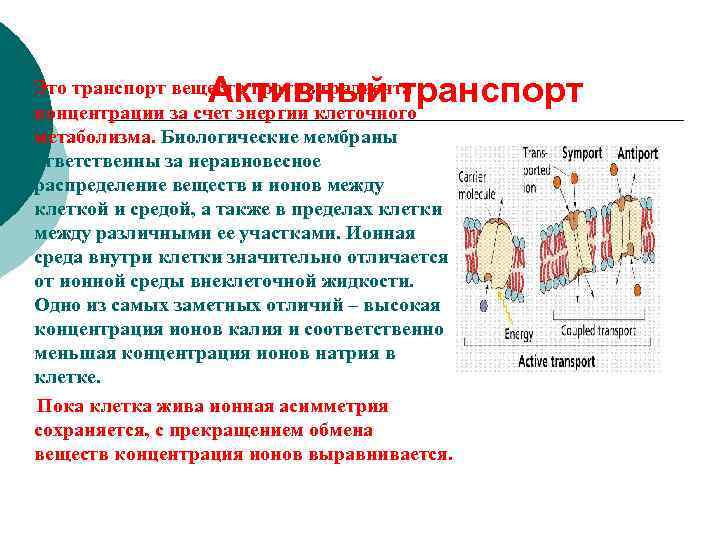 Активный транспорт Это транспорт веществ против градиента концентрации за счет энергии клеточного метаболизма. Биологические