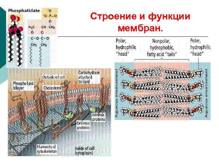 Строение и функции мембран. 