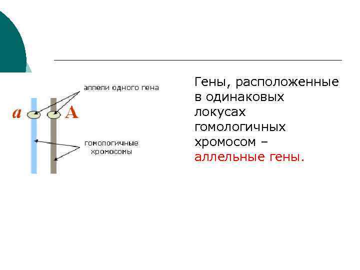 Гены, расположенные в одинаковых локусах гомологичных хромосом – аллельные гены. 
