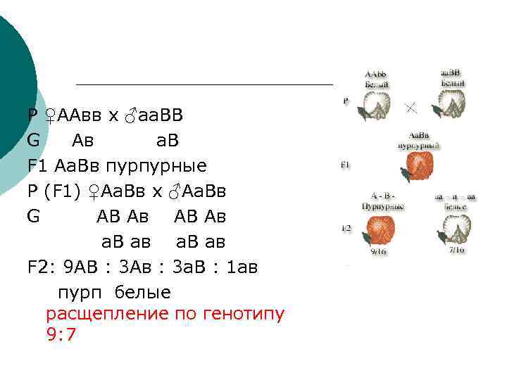 Р ♀ААвв х ♂аа. ВВ G Ав а. В F 1 Аа. Вв пурпурные