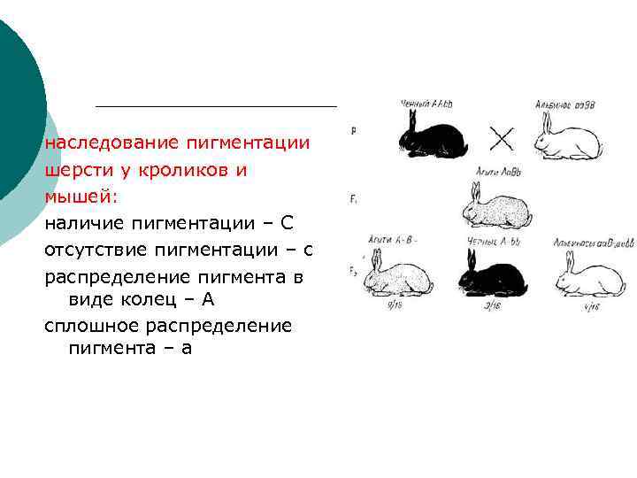 наследование пигментации шерсти у кроликов и мышей: наличие пигментации – С отсутствие пигментации –