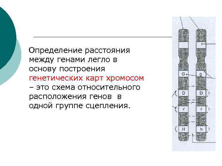 Определение расстояния между генами легло в основу построения генетических карт хромосом – это схема