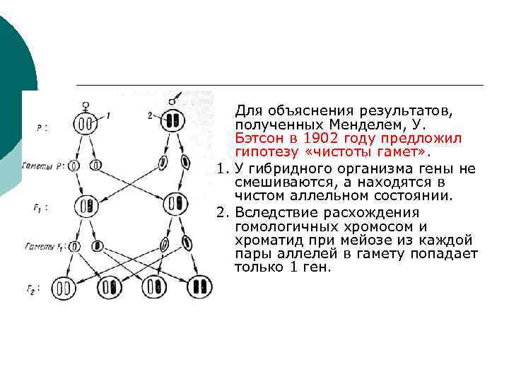 Для объяснения результатов, полученных Менделем, У. Бэтсон в 1902 году предложил гипотезу «чистоты гамет»