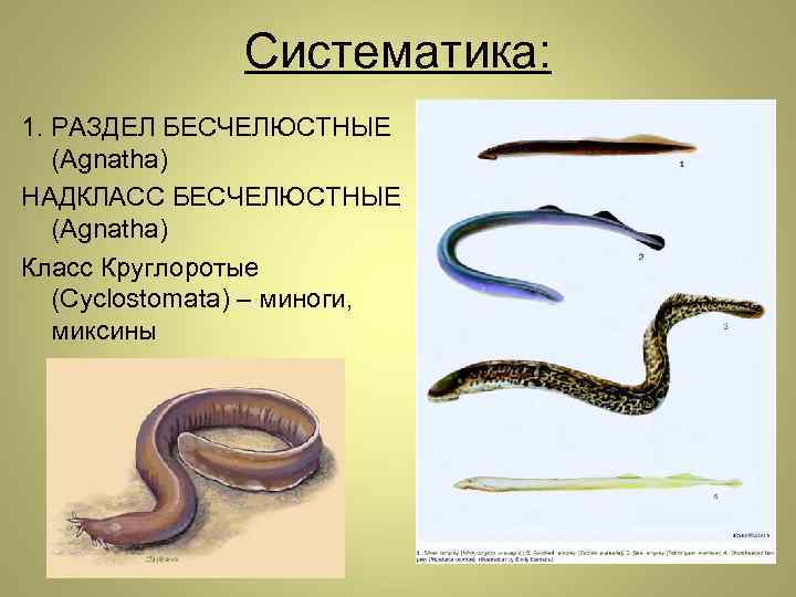 Систематика: 1. РАЗДЕЛ БЕСЧЕЛЮСТНЫЕ (Agnatha) НАДКЛАСС БЕСЧЕЛЮСТНЫЕ (Agnatha) Класс Круглоротые (Cyclostomata) – миноги, миксины