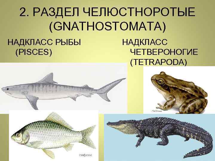 2. РАЗДЕЛ ЧЕЛЮСТНОРОТЫЕ (GNATHOSTOMATA) НАДКЛАСС РЫБЫ (PISCES) НАДКЛАСС ЧЕТВЕРОНОГИЕ (TETRAPODA) 