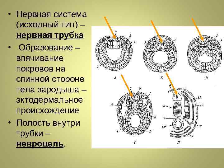 Функции нервной трубки. Нервная трубка у хордовых. Невроцель. Невроцель ланцетника. Полость нервной трубки хордовых.