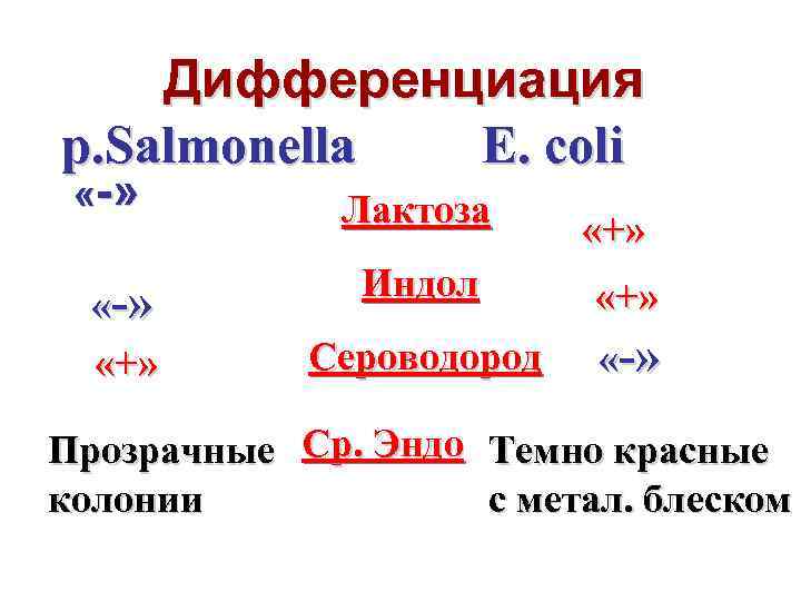 Дифференциация E. coli р. Salmonella « » «-» «+» Лактоза «+» Индол «+» Сероводород