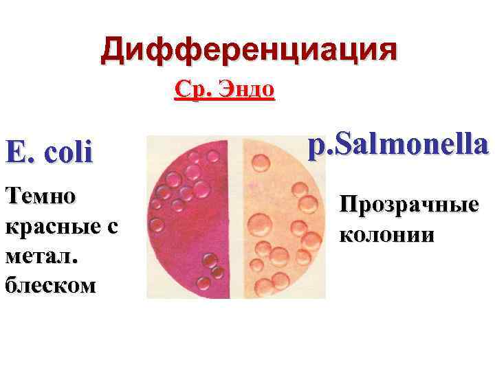 Дифференциация Ср. Эндо E. coli Темно красные с метал. блеском р. Salmonella Прозрачные колонии