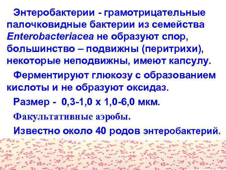 Энтеробактерии грамотрицательные палочковидные бактерии из семейства Enterobacteriacea не образуют спор, большинство – подвижны (перитрихи),