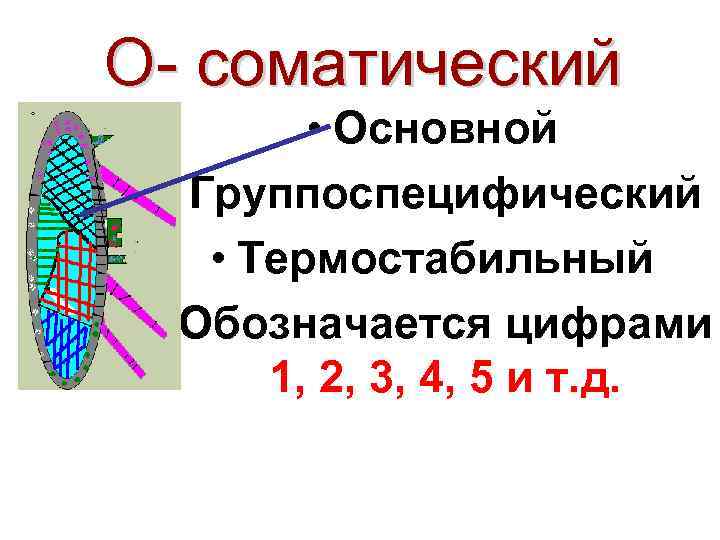 О- соматический • Основной • Группоспецифический • Термостабильный • Обозначается цифрами 1, 2, 3,