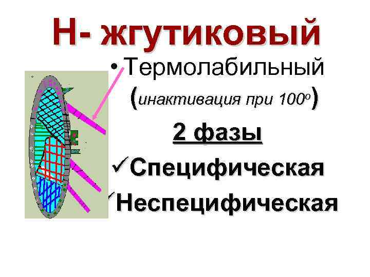 Н жгутиковый • Термолабильный (инактивация при 100 о) 2 фазы üСпецифическая üНеспецифическая 