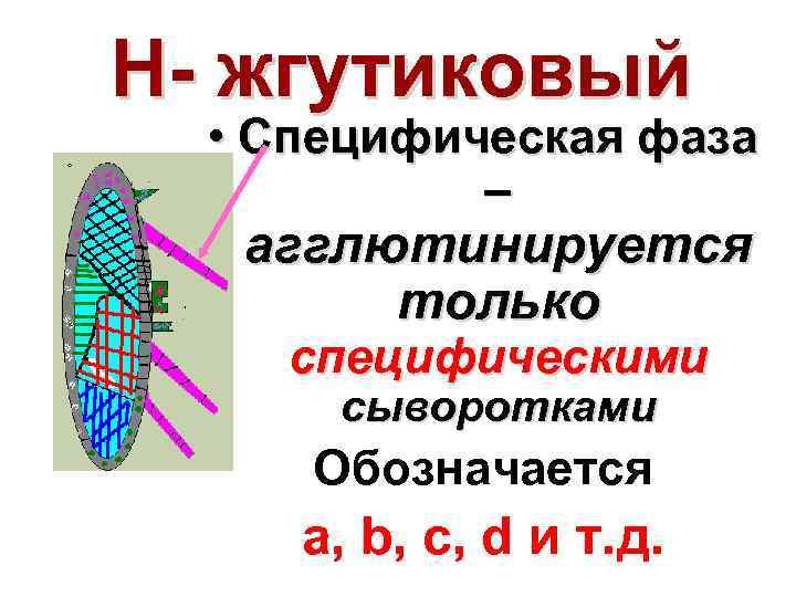 Н жгутиковый • Специфическая фаза – агглютинируется только специфическими сыворотками Обозначается a, b, c,