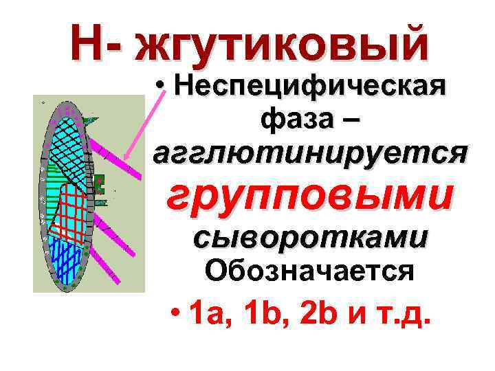 Н жгутиковый • Неспецифическая фаза – агглютинируется групповыми сыворотками Обозначается • 1 a, 1