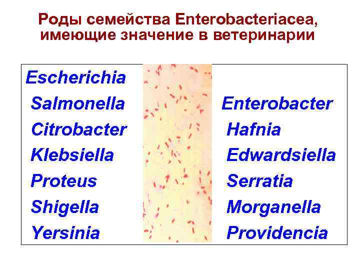 Роды семейства Еnterobacteriacea, имеющие значение в ветеринарии Escherichia Salmonella Citrobacter Klebsiella Proteus Shigella Yersinia